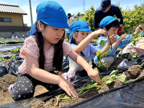 芋づる植え
